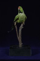 紅額綠鸚鵡藏品圖，第10張